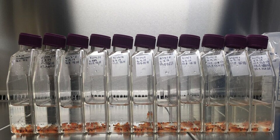 The researchers breed the fish in a protected, bacteria-free environment.