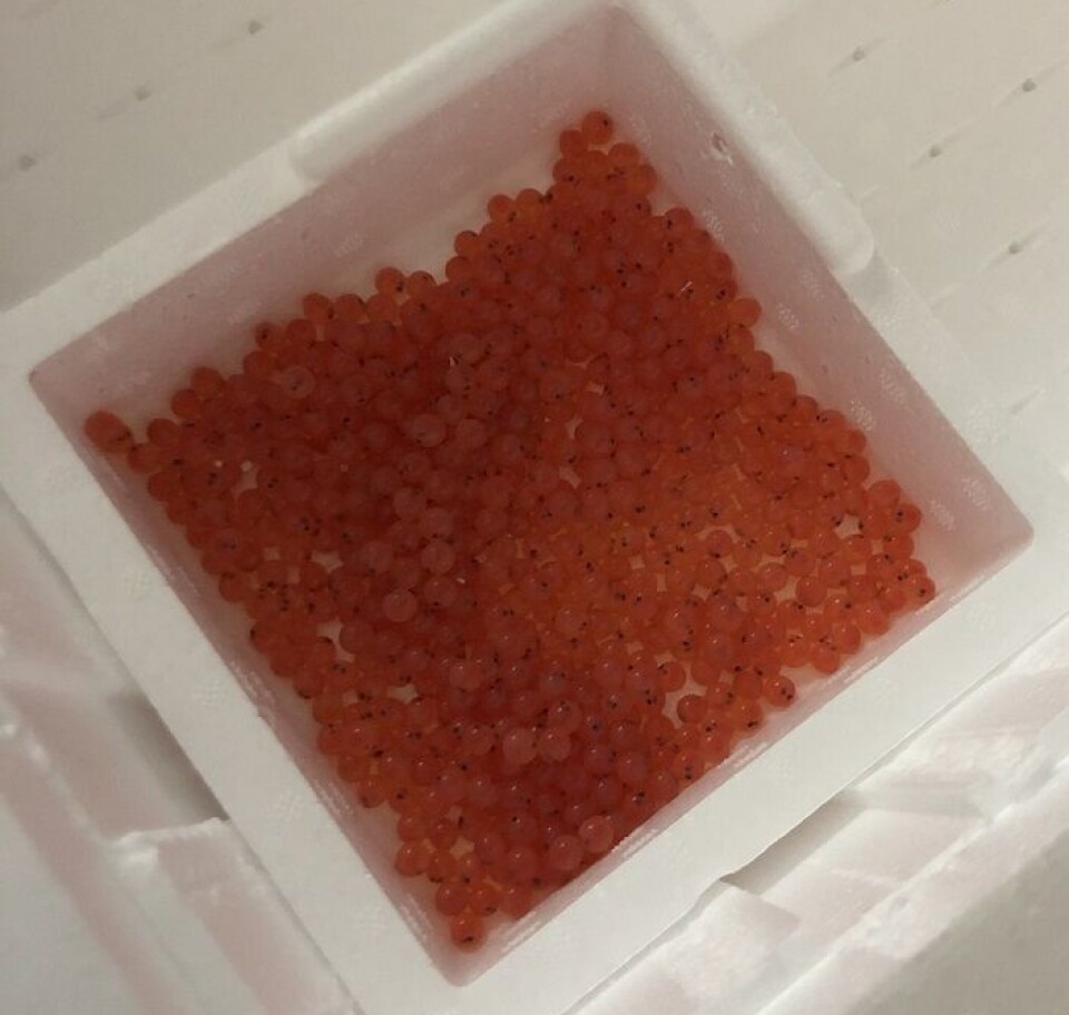 Fish eggs.