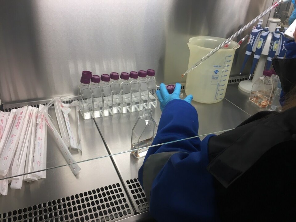 Eggs, and later the fry, are kept in bacteria-free water. Here, the water is being changed.