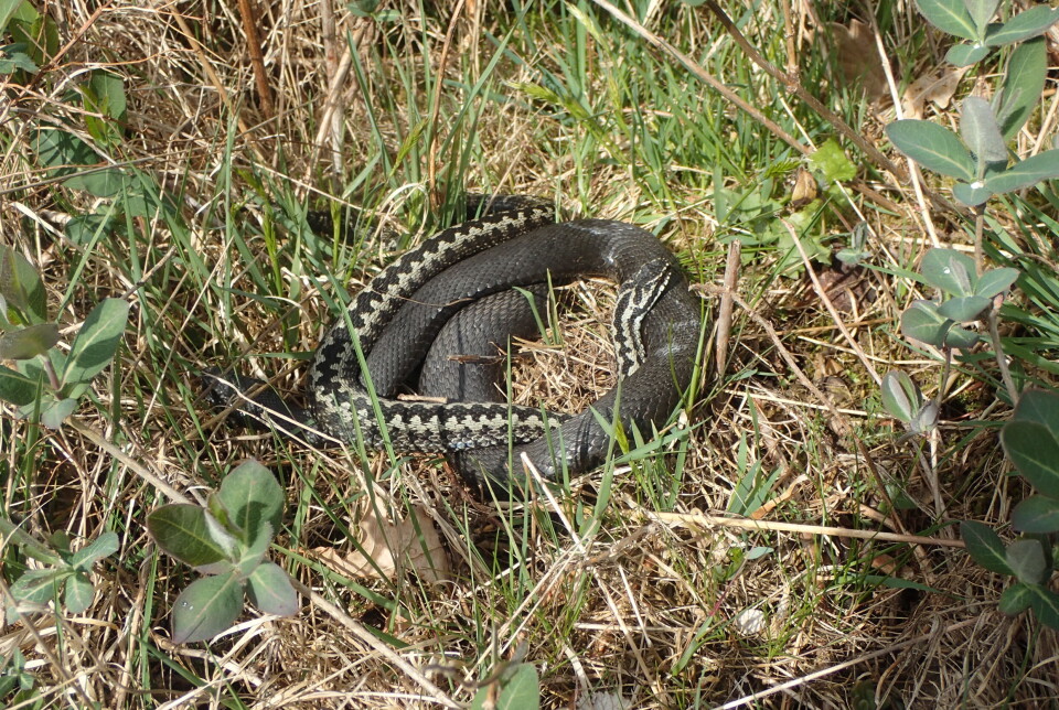 A grey male viper mates with a black female viper. In some places in Southern Norway, the viper is often completely black, without the zigzag pattern along the back that is common on vipers elsewhere in the country.