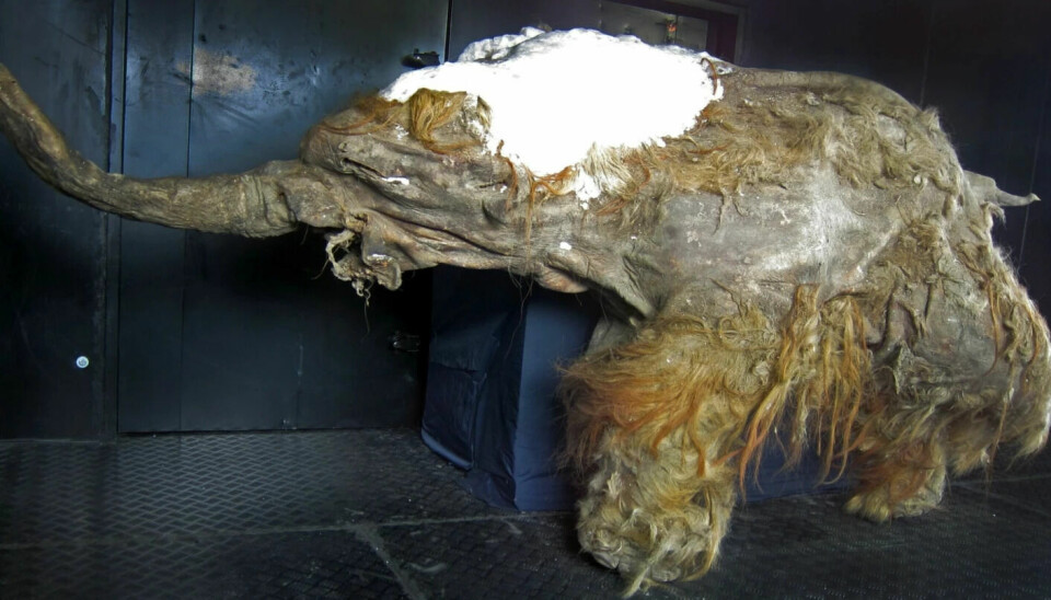 The cold means that old and extinct animals are preserved very well underground. 'That's why they have their own mammoth museum in Yakutsk,' Sveberg Dietrichs says. Here is the mammoth Yuka.