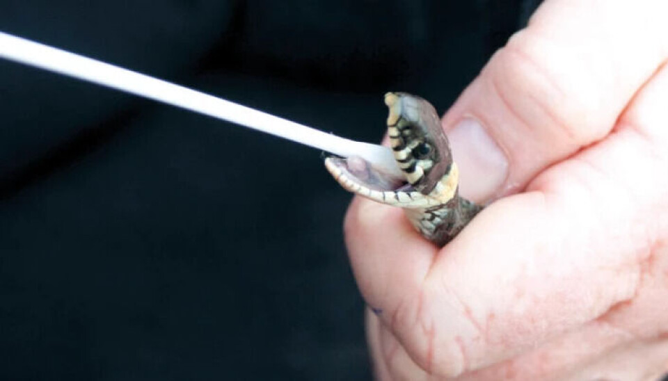 Beate Strøm Johansen takes a DNA test from a grass snake.