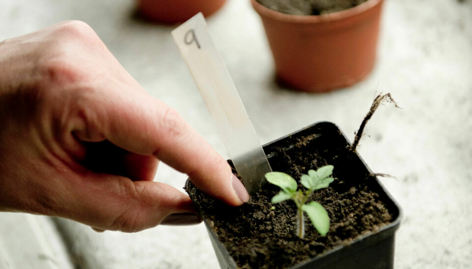 Plastic pots are safe to sow seeds in. Within a few days, the first sprouts will appear.