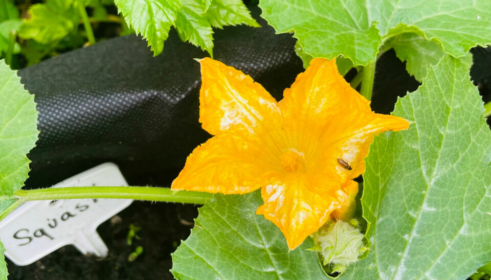 Squash is easy to grow, here in bloom on July 8, 2022. Fried squash blossoms are a delicacy. Male flowers that do not become fruit can be sacrificed.