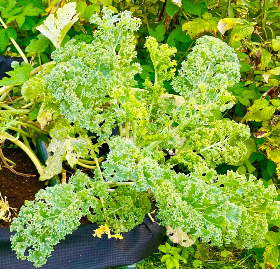 Kale is very healthy and easy to grow. It also lasts well into autumn.