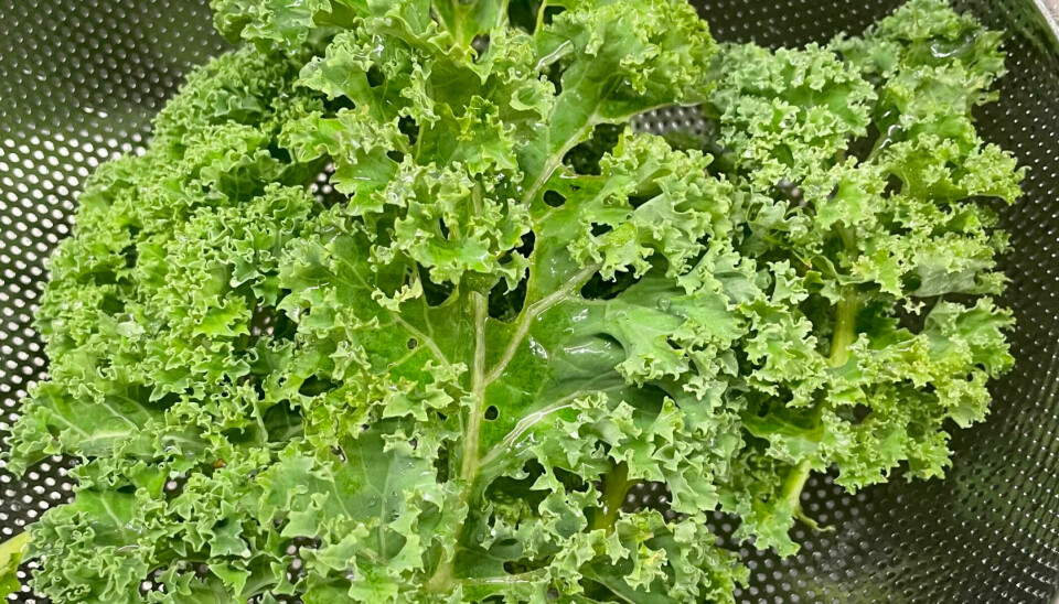 Kale can be harvested well into autumn. This kale was harvested on 15 October in Oslo.