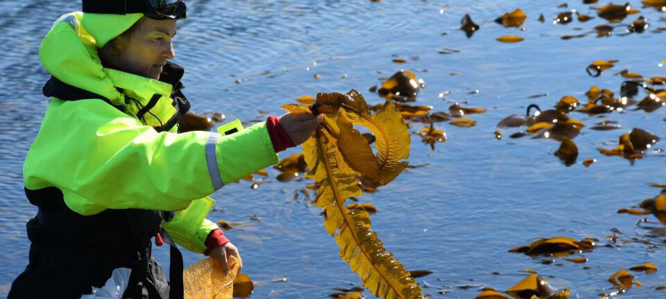 How to collect seaweed for the dinner table