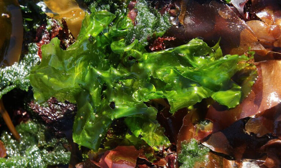 Sea lettuce.