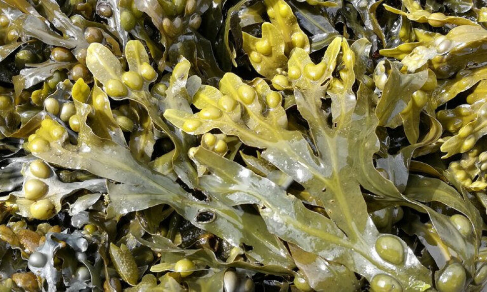 Bladder wrack.