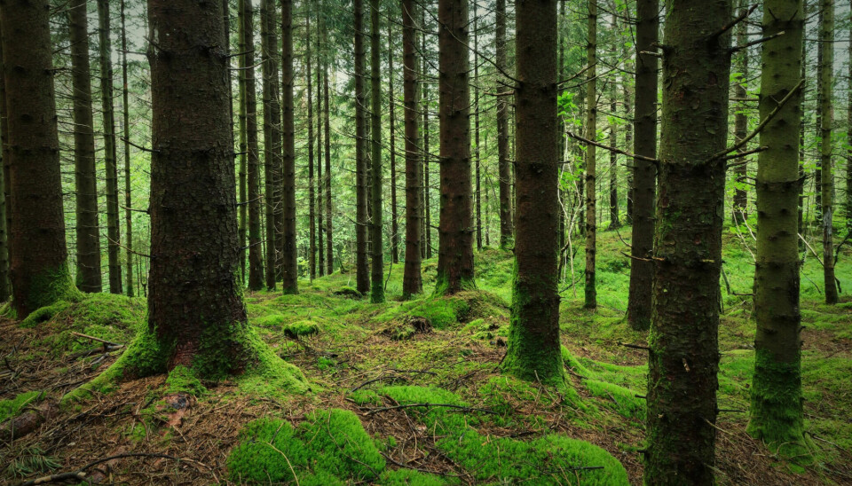 Is it true that trees talk to each other?