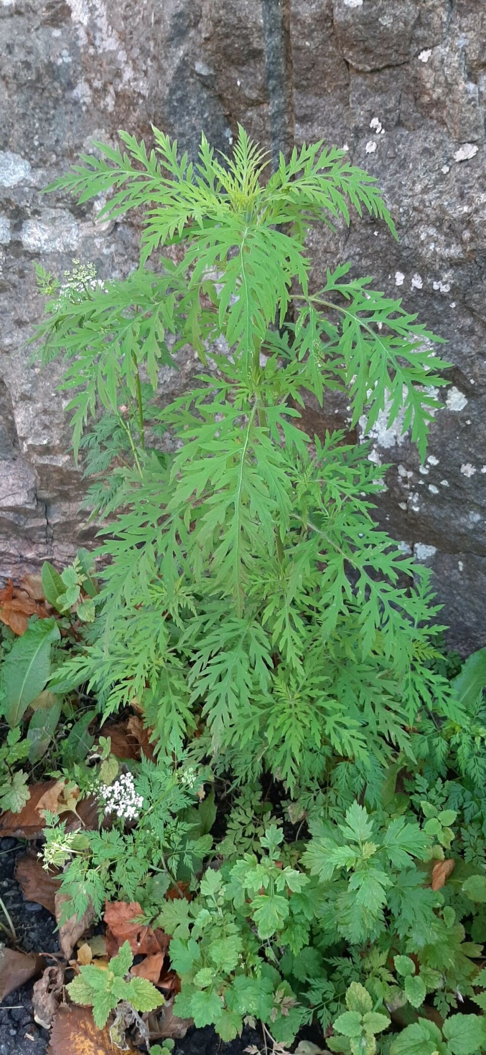 Museum collections have been important in learning how invasive weeds spread so quickly in new environments.
