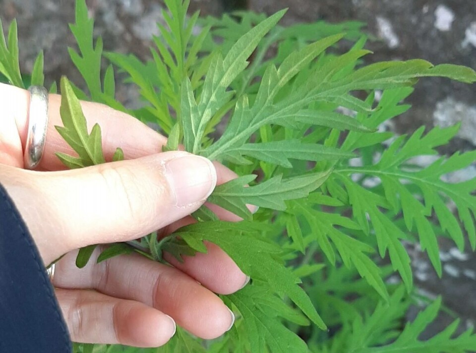 Ragweed has been on the march in Europe, and now it has found its way to Norway. Fortunately for allergy sufferers, it is not yet widespread in this country.