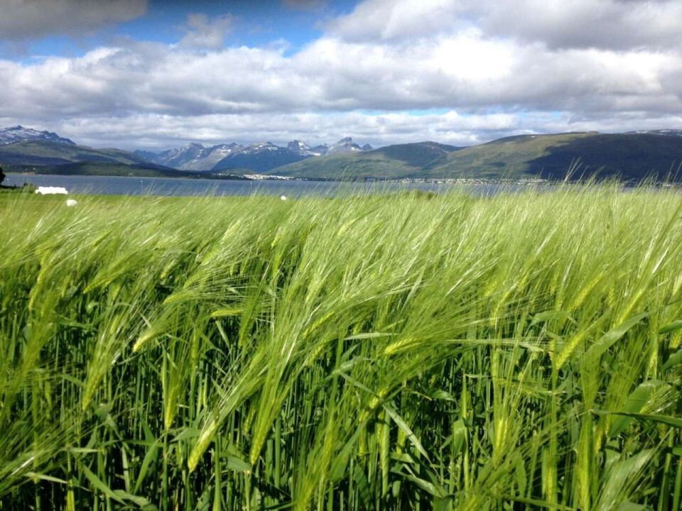 In the Arctic, low solar elevations, long daily light periods, and the absence of dark nights during the spring and summer months affect the growth and metabolism of plants in a unique way. A meadow, with a fjord and mountains in the background.
