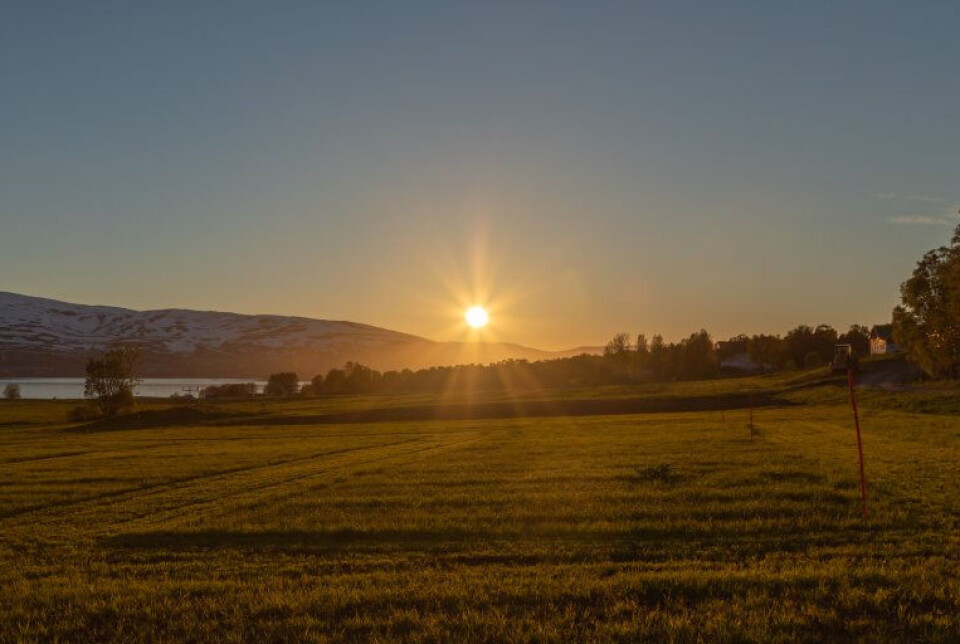 Very long daily photosynthetic light periods during the midnight sun period allow for more rapid development and growth in crops grown at high latitudes. Crops growing under the low midnight sun.