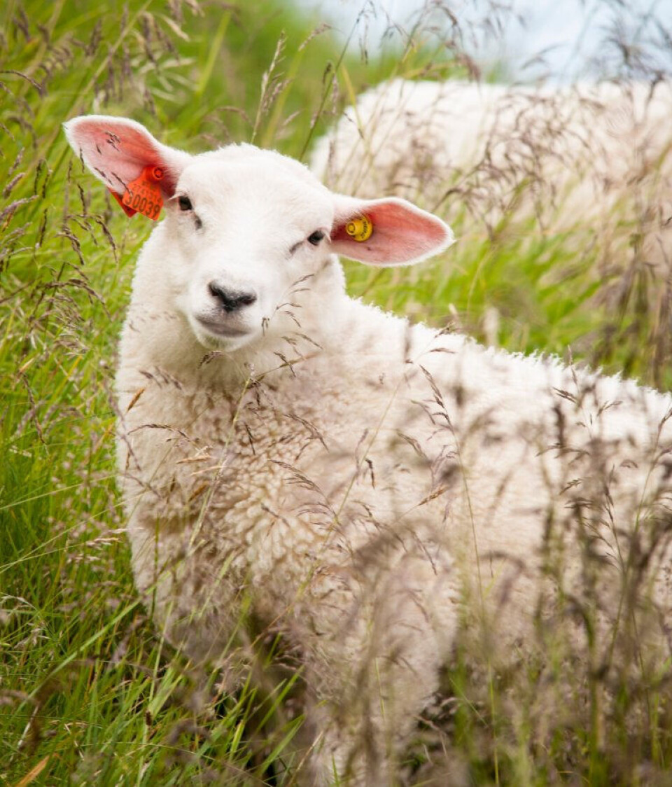 The future may offer longer a longer grazing season for northern Norway’s sheep. A sheep in a meadow looking directly into the camera.