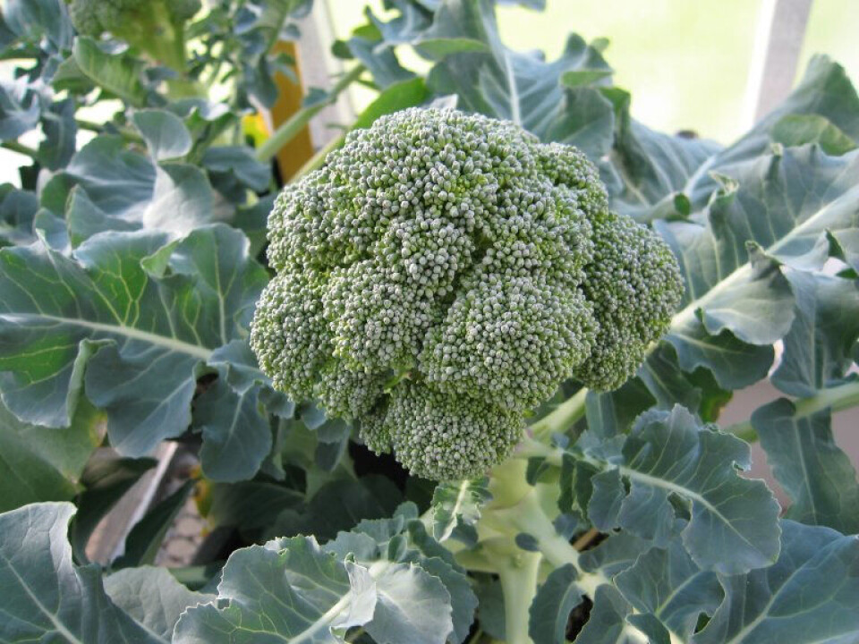 Climate change may make it easier to grow broccoli in the High North. A growing broccoli, still attached to the main stem.