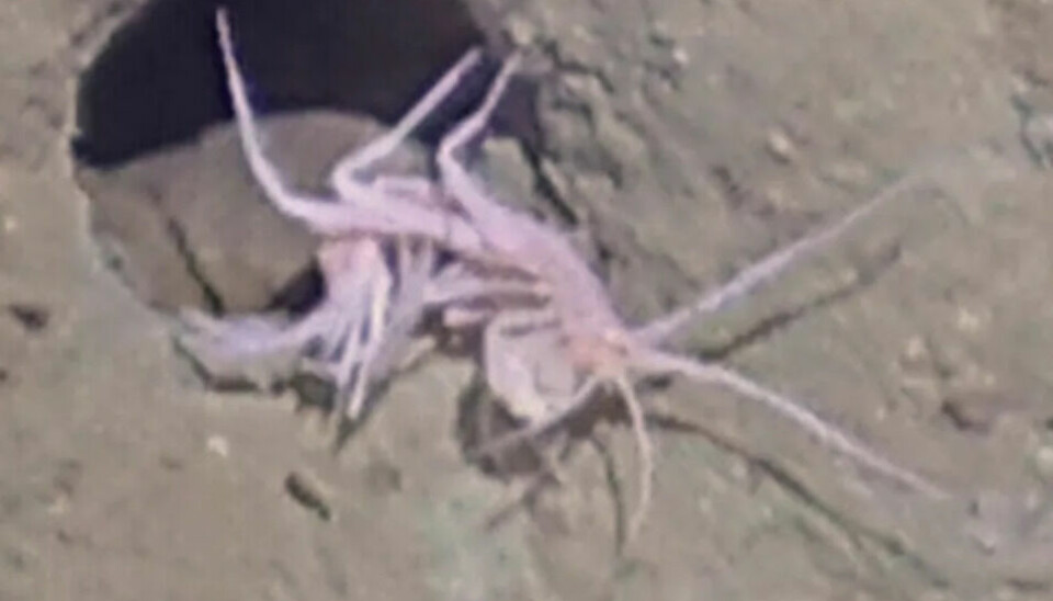 The image of the amphipod taken at a depth of 3,500 metres is quite blurry.