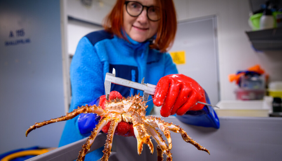 Project manager Grete Lorentzen can conclude that the crabs in the research project Helt Konge are growing well and have made it through their first, critical moult with brilliant results. Grete Lorentzen measures a small red king crab.