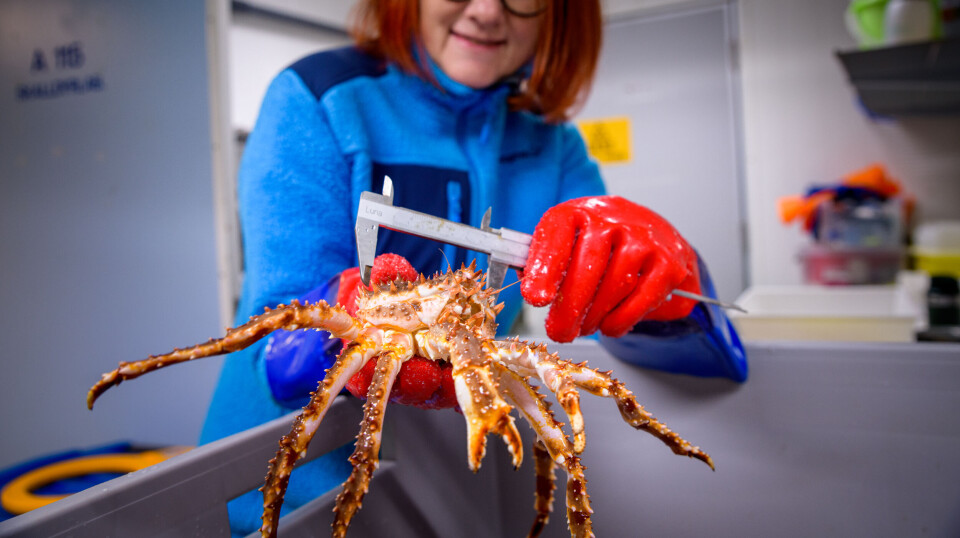 The red king crab is a great candidate for farming