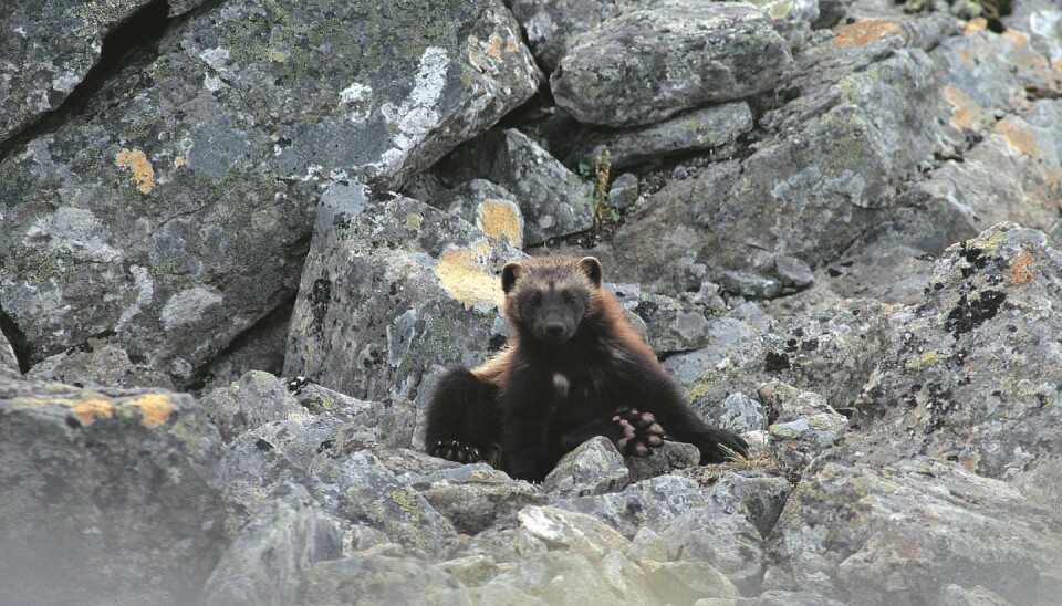 The wolverine was historically distributed throughout most of the Scandinavian Peninsula. During the 19th and 20th centuries, intensive persecution reduced its range and population size drastically. By 1970, the population was almost extinct in many areas.