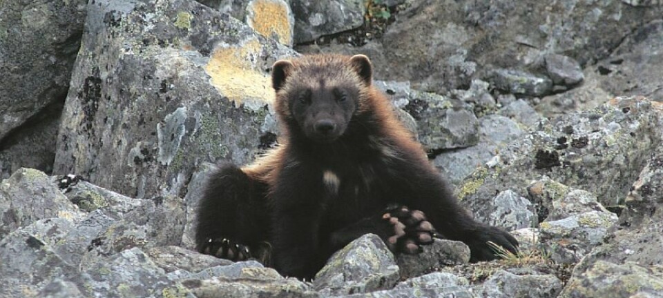 From the brink of extinction: The wolverine’s comeback in Scandinavia
