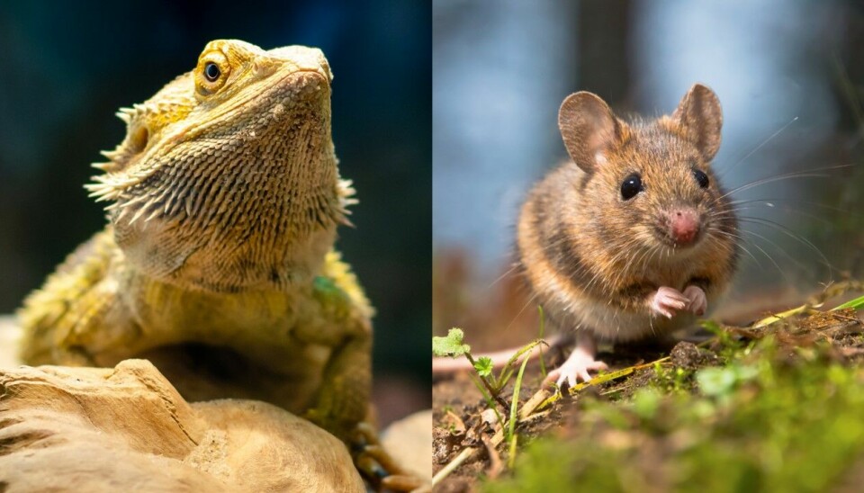 Reptiles and mammals have evolved from a common ancestor.