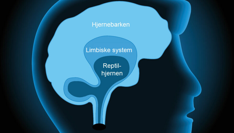 This is how MacLean envisioned the triune brain, the outer layer being the neocortex, followed by the limbic system, and finally in the middle the reptilian brain.
