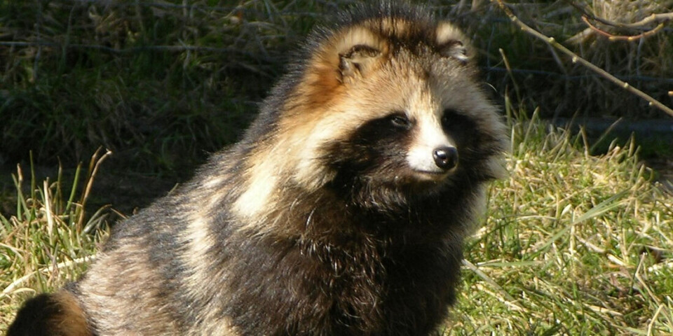 The raccoon dog is a species that has not yet been established in Norway, but it may do so soon. Fortunately, this is not the most difficult species to recognise. Close up of a racoon dog in the wild.