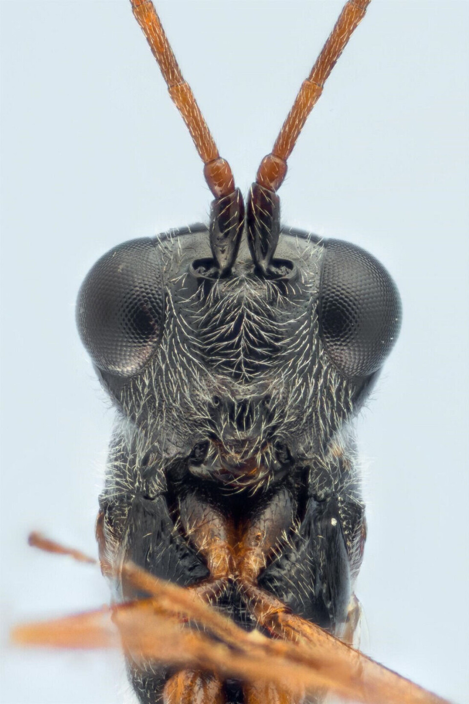 Anacharis immunis, a type of wasp. Extreme close up of a wasp.
