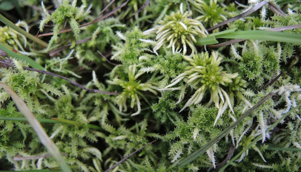 Sphagnum teres, rigid bog-moss. Identifying different species of sphagnum moss is challenging. Close up of bog-moss.