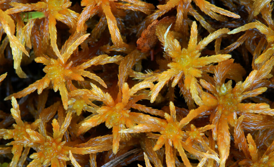 This is also Sphagnum teres, the same species as in the previous photo. It’s easy to see why most people need help to identify them. Close up of moss.