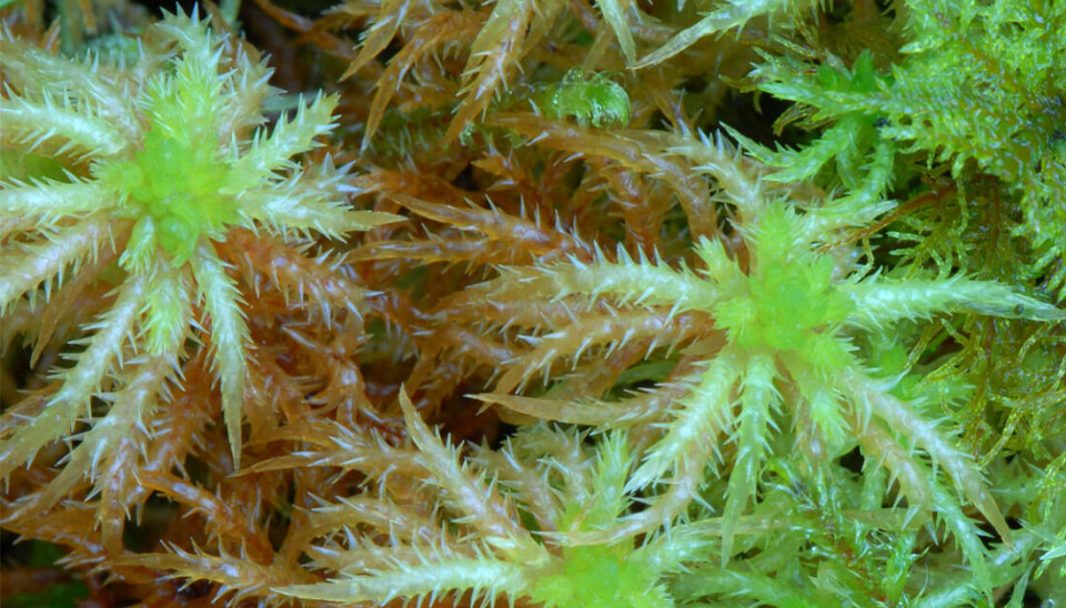 Sphagnum squarrosum, or spiky bog-moss, which is a completely different species than the species pictured above. Close up of spiky bog-moss.