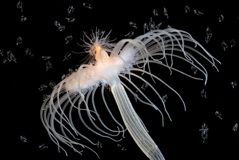 Corymorpha nutans, a hydroid.