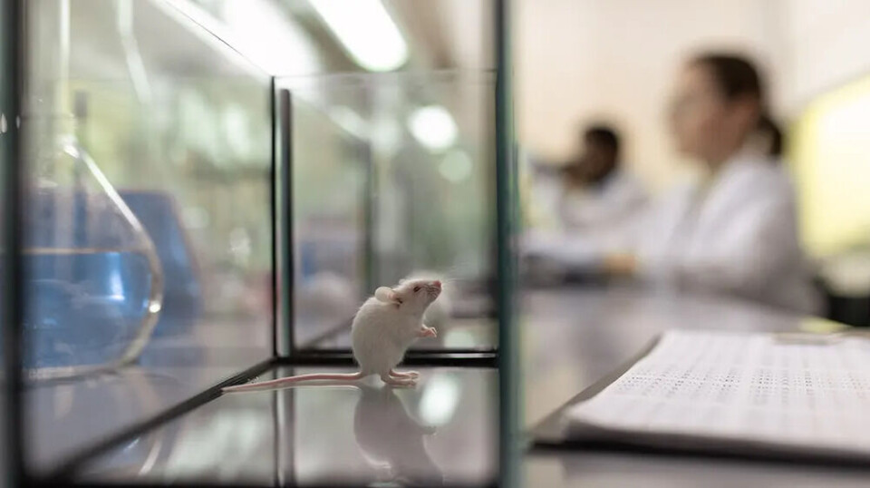 In the study, researchers found that the mice that had a double mutation were completely healthy, even though they had a mutation that usually causes the rare disease Stormorken syndrome. A white mouse in a glass cage with researchers in white coats sitting in the background.