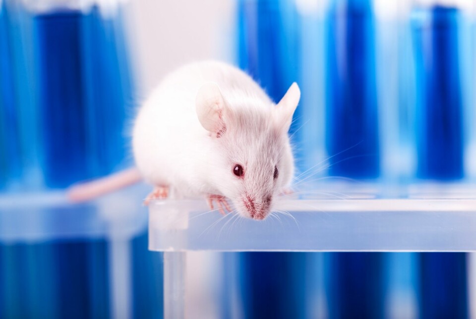 A gel solution that combines an anticancer drug and an antibody was effective in treating brain cancer in mice.