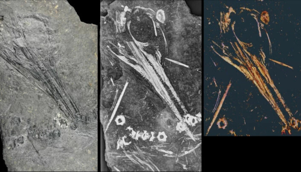 Here you can see the same fossil photographed with a regular camera, an X-ray, and a CT scanner. In the CT image, not only do the bones become clear, but it is also possible to observe the three-dimensional shape.