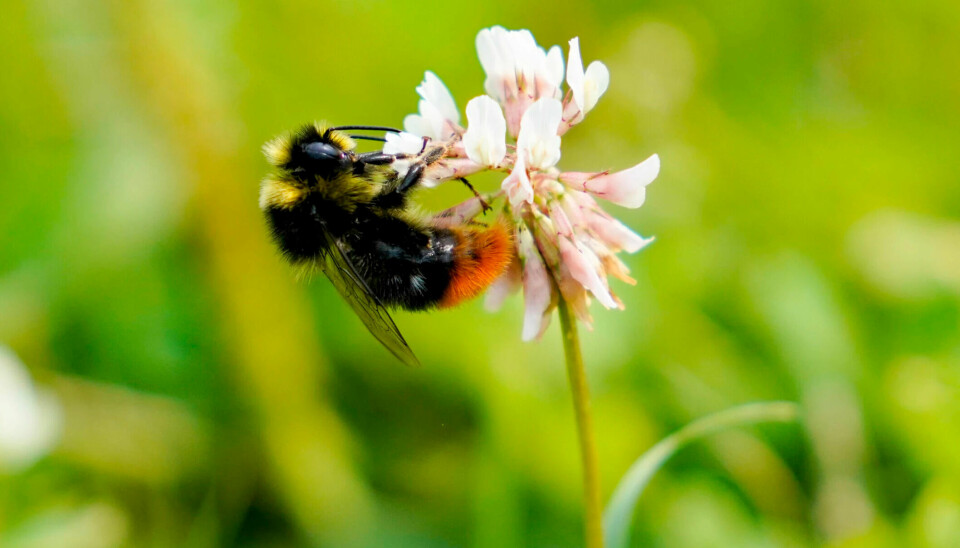 Bumblebees and other animals can be harmed by tick repellants.