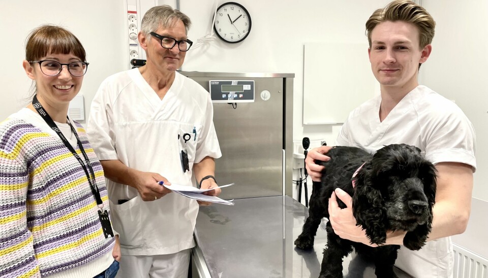 Senior researcher Francesca Gatti from Alv B AS, Lars Moe and Mikael Kerboeuf, a PhD candidate at NMBU with Joy the dog, just before she receives her sixth and final treatment.