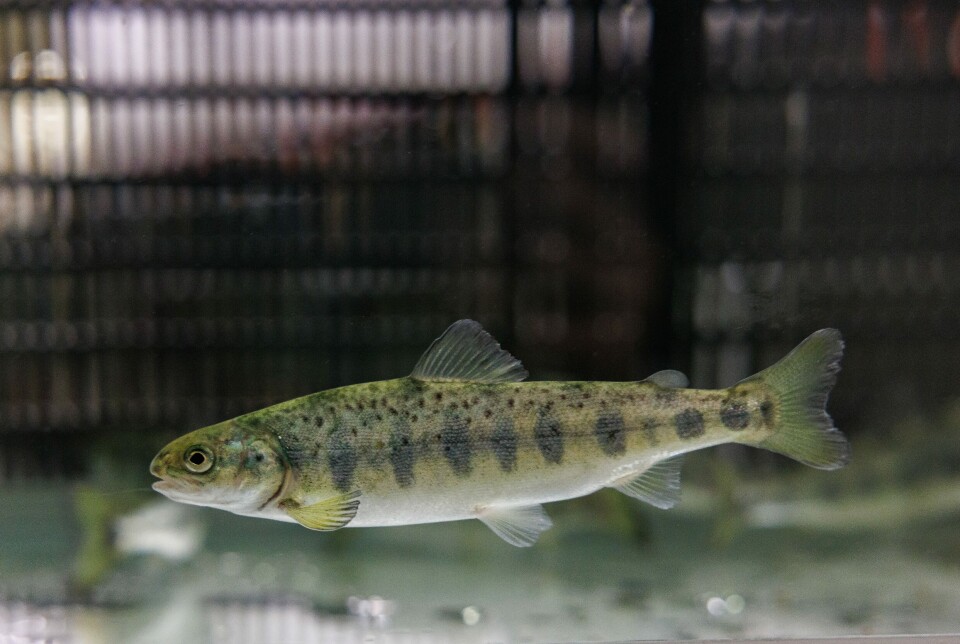 Nofima has published a report where the scientists map the knowledge about production of large salmon smolt.