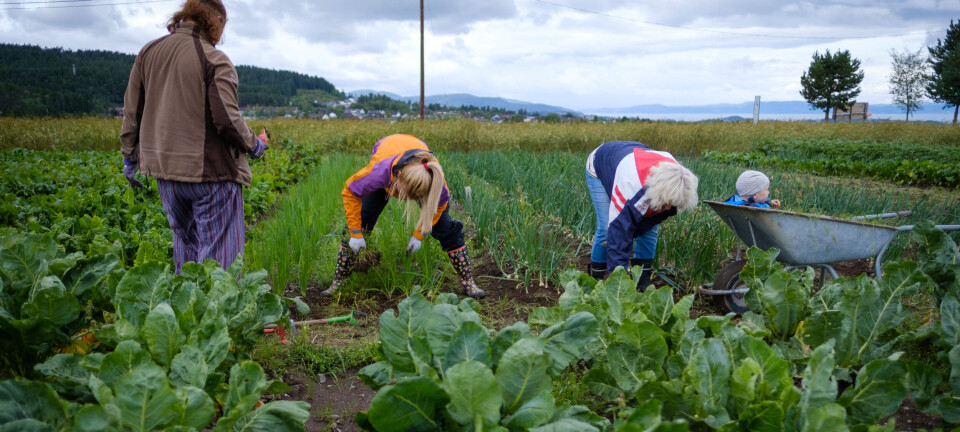 Growing your own vegetables makes you happier