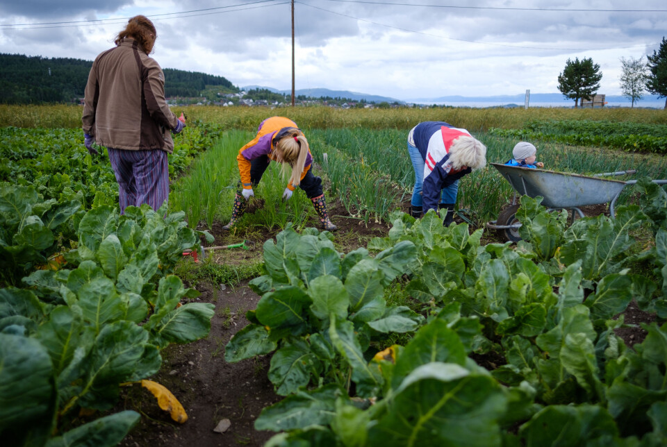 Growing your own vegetables is not always easy. By buying into community-supported agriculture, you can get help from experienced farmers and grow most of your own vegetables.