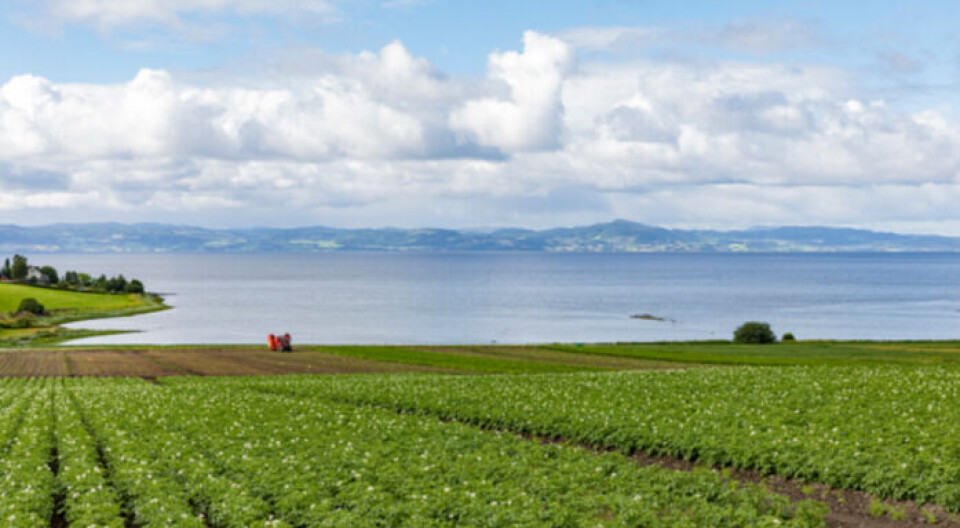 Frosta in Trøndelag is in the heart of ‘potato country’. The climate here is relatively cold, and this places demands on potato storage, which has to be just right in order to avoid the formation of acrylamides during frying or baking.