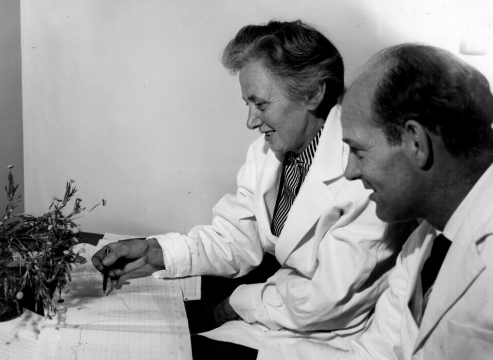After World War II, Stene Sørensen worked with her husband at NTH, where they researched naturally occurring acetylene compounds in the compositae plant family.