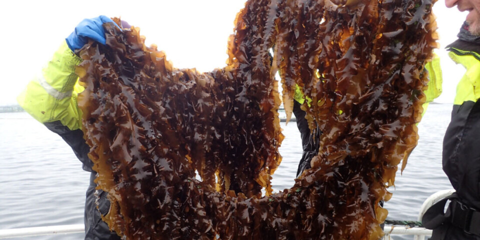 The seaweed cultivation test facility will be located in Frohavet, a tract of open ocean located far from land off the coast in central Norway.