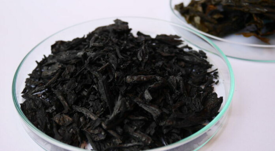 The finished product: Biocoal derived from seaweed that can be used to improve soil, and which also stores the greenhouse gas CO2.