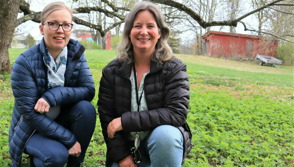 Researchers Anette Sundbye and Annette Folkedal Schjøll at NIBIO, the Norwegian Institute of Bioeconomy, provide information about the pitfalls in hobby cultivation of potatoes.
