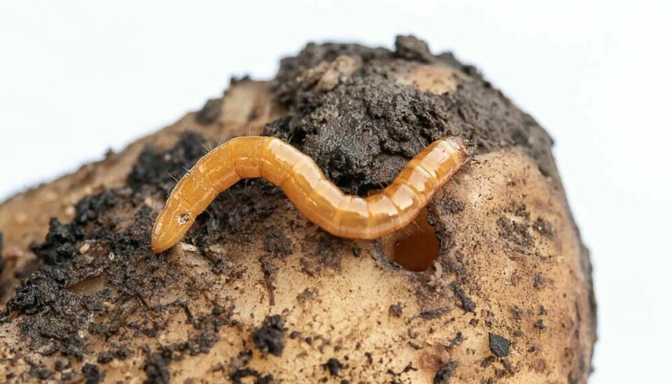 Young click beetle larvae thrive in potato tubers.