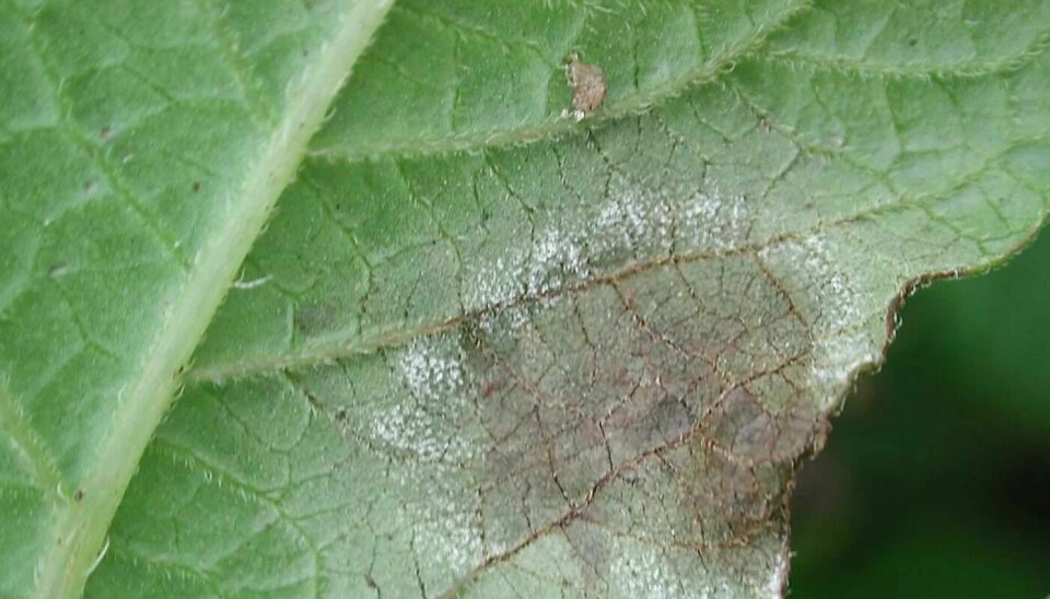 Brown spots with a white halo of late blight on the underside of potato leaves.