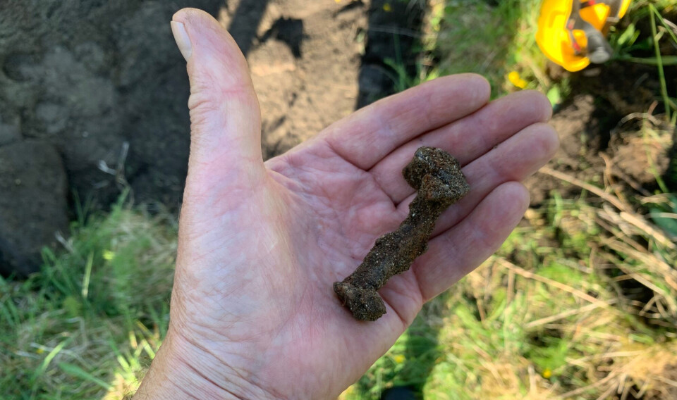 This is what a ship rivet looks like. Finding these rivets suggests that Herlaugshaugen was a ship burial.