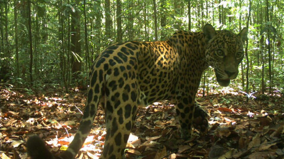 Jaguars are carnivorous mammals in the cat family. They are the largest species of cat in America and can weigh up to 150 kilograms.